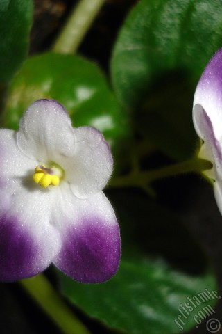 A mobile wallpaper and MMS picture for Apple iPhone 7s, 6s, 5s, 4s, Plus, iPods, iPads, New iPads, Samsung Galaxy S Series and Notes, Sony Ericsson Xperia, LG Mobile Phones, Tablets and Devices: Purple and white color African violet.
