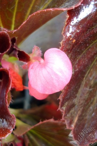 A mobile wallpaper and MMS picture for Apple iPhone 7s, 6s, 5s, 4s, Plus, iPods, iPads, New iPads, Samsung Galaxy S Series and Notes, Sony Ericsson Xperia, LG Mobile Phones, Tablets and Devices: Wax Begonia -Bedding Begonia- with pink flowers and brown leaves.
