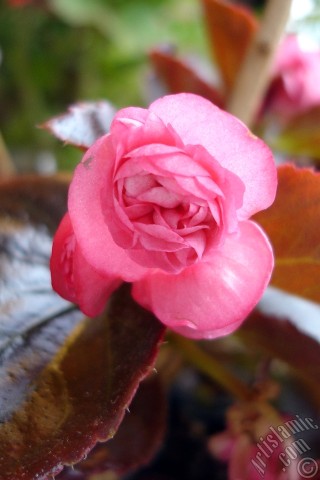 A mobile wallpaper and MMS picture for Apple iPhone 7s, 6s, 5s, 4s, Plus, iPods, iPads, New iPads, Samsung Galaxy S Series and Notes, Sony Ericsson Xperia, LG Mobile Phones, Tablets and Devices: Wax Begonia -Bedding Begonia- with pink flowers and brown leaves.
