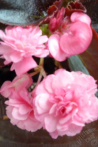 A mobile wallpaper and MMS picture for Apple iPhone 7s, 6s, 5s, 4s, Plus, iPods, iPads, New iPads, Samsung Galaxy S Series and Notes, Sony Ericsson Xperia, LG Mobile Phones, Tablets and Devices: Wax Begonia -Bedding Begonia- with pink flowers and brown leaves.
