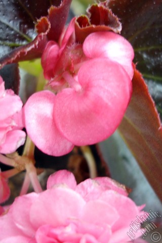 A mobile wallpaper and MMS picture for Apple iPhone 7s, 6s, 5s, 4s, Plus, iPods, iPads, New iPads, Samsung Galaxy S Series and Notes, Sony Ericsson Xperia, LG Mobile Phones, Tablets and Devices: Wax Begonia -Bedding Begonia- with pink flowers and brown leaves.
