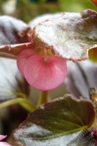 A mobile wallpaper and MMS picture for Apple iPhone 7s, 6s, 5s, 4s, Plus, iPods, iPads, New iPads, Samsung Galaxy S Series and Notes, Sony Ericsson Xperia, LG Mobile Phones, Tablets and Devices: Wax Begonia -Bedding Begonia- with pink flowers and brown leaves.
