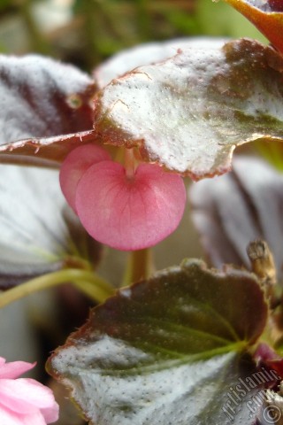 A mobile wallpaper and MMS picture for Apple iPhone 7s, 6s, 5s, 4s, Plus, iPods, iPads, New iPads, Samsung Galaxy S Series and Notes, Sony Ericsson Xperia, LG Mobile Phones, Tablets and Devices: Wax Begonia -Bedding Begonia- with pink flowers and brown leaves.
