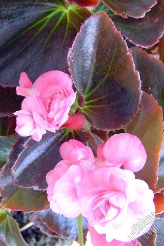 A mobile wallpaper and MMS picture for Apple iPhone 7s, 6s, 5s, 4s, Plus, iPods, iPads, New iPads, Samsung Galaxy S Series and Notes, Sony Ericsson Xperia, LG Mobile Phones, Tablets and Devices: Wax Begonia -Bedding Begonia- with pink flowers and brown leaves.
