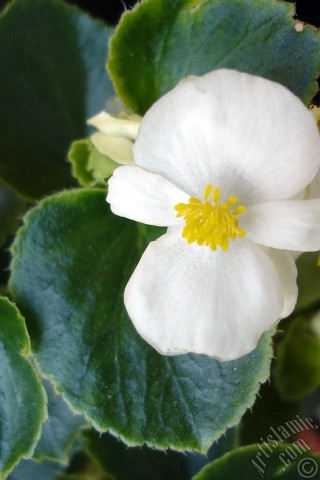 A mobile wallpaper and MMS picture for Apple iPhone 7s, 6s, 5s, 4s, Plus, iPods, iPads, New iPads, Samsung Galaxy S Series and Notes, Sony Ericsson Xperia, LG Mobile Phones, Tablets and Devices: Wax Begonia -Bedding Begonia- with white flowers and green leaves.
