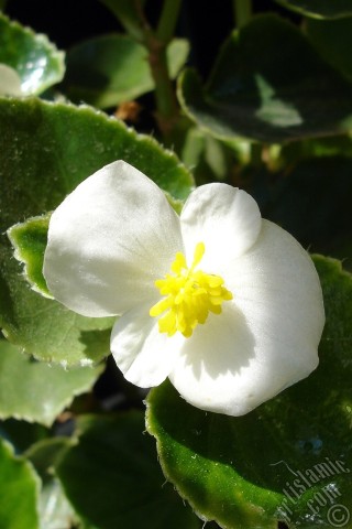 A mobile wallpaper and MMS picture for Apple iPhone 7s, 6s, 5s, 4s, Plus, iPods, iPads, New iPads, Samsung Galaxy S Series and Notes, Sony Ericsson Xperia, LG Mobile Phones, Tablets and Devices: Wax Begonia -Bedding Begonia- with white flowers and green leaves.

