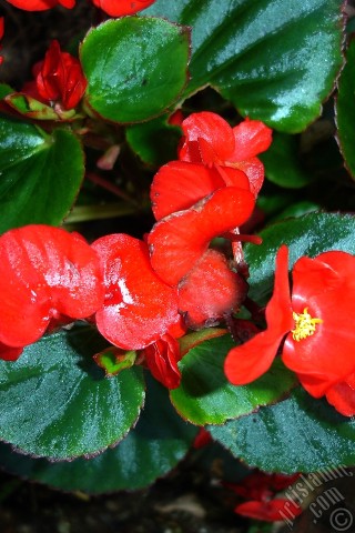A mobile wallpaper and MMS picture for Apple iPhone 7s, 6s, 5s, 4s, Plus, iPods, iPads, New iPads, Samsung Galaxy S Series and Notes, Sony Ericsson Xperia, LG Mobile Phones, Tablets and Devices: Wax Begonia -Bedding Begonia- with red flowers and green leaves.
