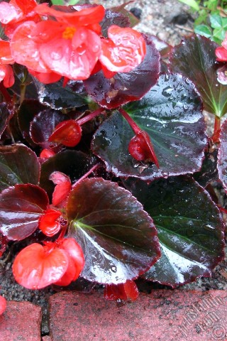 A mobile wallpaper and MMS picture for Apple iPhone 7s, 6s, 5s, 4s, Plus, iPods, iPads, New iPads, Samsung Galaxy S Series and Notes, Sony Ericsson Xperia, LG Mobile Phones, Tablets and Devices: Wax Begonia -Bedding Begonia- with red flowers and brown leaves.
