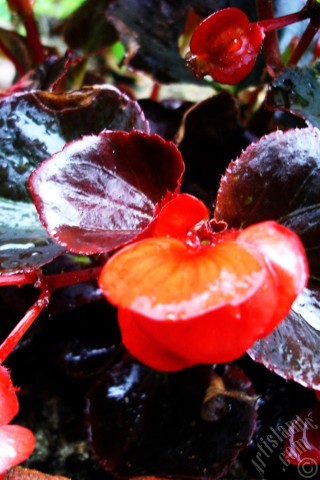 A mobile wallpaper and MMS picture for Apple iPhone 7s, 6s, 5s, 4s, Plus, iPods, iPads, New iPads, Samsung Galaxy S Series and Notes, Sony Ericsson Xperia, LG Mobile Phones, Tablets and Devices: Wax Begonia -Bedding Begonia- with red flowers and brown leaves.
