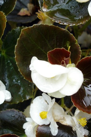 A mobile wallpaper and MMS picture for Apple iPhone 7s, 6s, 5s, 4s, Plus, iPods, iPads, New iPads, Samsung Galaxy S Series and Notes, Sony Ericsson Xperia, LG Mobile Phones, Tablets and Devices: Wax Begonia -Bedding Begonia- with white flowers and brown leaves.
