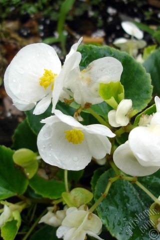 A mobile wallpaper and MMS picture for Apple iPhone 7s, 6s, 5s, 4s, Plus, iPods, iPads, New iPads, Samsung Galaxy S Series and Notes, Sony Ericsson Xperia, LG Mobile Phones, Tablets and Devices: Wax Begonia -Bedding Begonia- with white flowers and green leaves.
