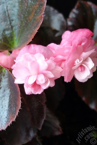 A mobile wallpaper and MMS picture for Apple iPhone 7s, 6s, 5s, 4s, Plus, iPods, iPads, New iPads, Samsung Galaxy S Series and Notes, Sony Ericsson Xperia, LG Mobile Phones, Tablets and Devices: Wax Begonia -Bedding Begonia- with pink flowers and brown leaves.
