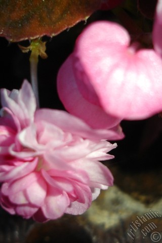 A mobile wallpaper and MMS picture for Apple iPhone 7s, 6s, 5s, 4s, Plus, iPods, iPads, New iPads, Samsung Galaxy S Series and Notes, Sony Ericsson Xperia, LG Mobile Phones, Tablets and Devices: Wax Begonia -Bedding Begonia- with pink flowers and brown leaves.
