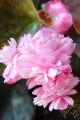 A mobile wallpaper and MMS picture for Apple iPhone 7s, 6s, 5s, 4s, Plus, iPods, iPads, New iPads, Samsung Galaxy S Series and Notes, Sony Ericsson Xperia, LG Mobile Phones, Tablets and Devices: Wax Begonia -Bedding Begonia- with pink flowers and brown leaves.
