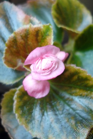 A mobile wallpaper and MMS picture for Apple iPhone 7s, 6s, 5s, 4s, Plus, iPods, iPads, New iPads, Samsung Galaxy S Series and Notes, Sony Ericsson Xperia, LG Mobile Phones, Tablets and Devices: Wax Begonia -Bedding Begonia- with pink flowers and green leaves.
