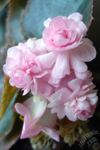 A mobile wallpaper and MMS picture for Apple iPhone 7s, 6s, 5s, 4s, Plus, iPods, iPads, New iPads, Samsung Galaxy S Series and Notes, Sony Ericsson Xperia, LG Mobile Phones, Tablets and Devices: Wax Begonia -Bedding Begonia- with pink flowers and green leaves.

