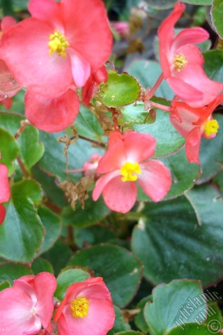 A mobile wallpaper and MMS picture for Apple iPhone 7s, 6s, 5s, 4s, Plus, iPods, iPads, New iPads, Samsung Galaxy S Series and Notes, Sony Ericsson Xperia, LG Mobile Phones, Tablets and Devices: Wax Begonia -Bedding Begonia- with red flowers and green leaves.
