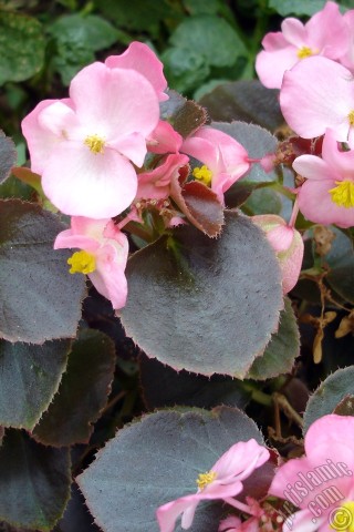 A mobile wallpaper and MMS picture for Apple iPhone 7s, 6s, 5s, 4s, Plus, iPods, iPads, New iPads, Samsung Galaxy S Series and Notes, Sony Ericsson Xperia, LG Mobile Phones, Tablets and Devices: Wax Begonia -Bedding Begonia- with pink flowers and brown leaves.

