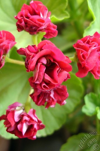 A mobile wallpaper and MMS picture for Apple iPhone 7s, 6s, 5s, 4s, Plus, iPods, iPads, New iPads, Samsung Galaxy S Series and Notes, Sony Ericsson Xperia, LG Mobile Phones, Tablets and Devices: Red color Pelargonia -Geranium- flower.
