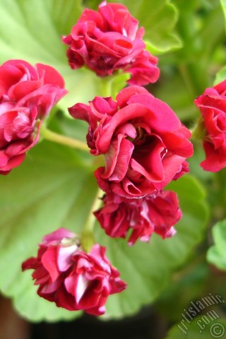 A mobile wallpaper and MMS picture for Apple iPhone 7s, 6s, 5s, 4s, Plus, iPods, iPads, New iPads, Samsung Galaxy S Series and Notes, Sony Ericsson Xperia, LG Mobile Phones, Tablets and Devices: Red color Pelargonia -Geranium- flower.
