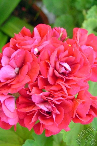 A mobile wallpaper and MMS picture for Apple iPhone 7s, 6s, 5s, 4s, Plus, iPods, iPads, New iPads, Samsung Galaxy S Series and Notes, Sony Ericsson Xperia, LG Mobile Phones, Tablets and Devices: Red color Pelargonia -Geranium- flower.
