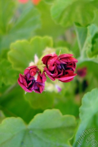 A mobile wallpaper and MMS picture for Apple iPhone 7s, 6s, 5s, 4s, Plus, iPods, iPads, New iPads, Samsung Galaxy S Series and Notes, Sony Ericsson Xperia, LG Mobile Phones, Tablets and Devices: Red color Pelargonia -Geranium- flower.
