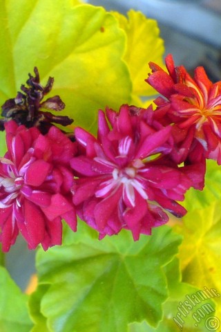 A mobile wallpaper and MMS picture for Apple iPhone 7s, 6s, 5s, 4s, Plus, iPods, iPads, New iPads, Samsung Galaxy S Series and Notes, Sony Ericsson Xperia, LG Mobile Phones, Tablets and Devices: Red color Pelargonia -Geranium- flower.
