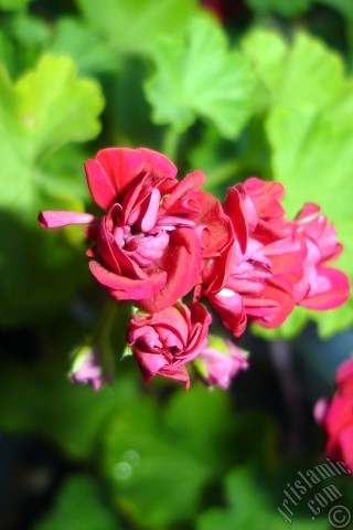 A mobile wallpaper and MMS picture for Apple iPhone 7s, 6s, 5s, 4s, Plus, iPods, iPads, New iPads, Samsung Galaxy S Series and Notes, Sony Ericsson Xperia, LG Mobile Phones, Tablets and Devices: Red color Pelargonia -Geranium- flower.
