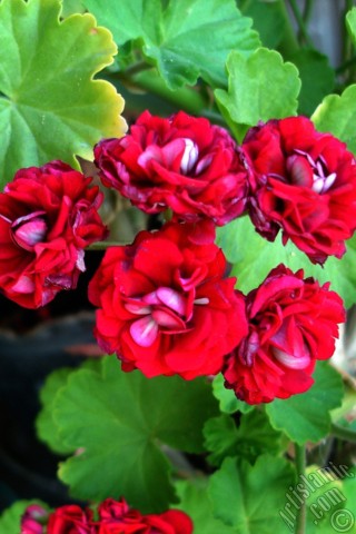 A mobile wallpaper and MMS picture for Apple iPhone 7s, 6s, 5s, 4s, Plus, iPods, iPads, New iPads, Samsung Galaxy S Series and Notes, Sony Ericsson Xperia, LG Mobile Phones, Tablets and Devices: Red color Pelargonia -Geranium- flower.
