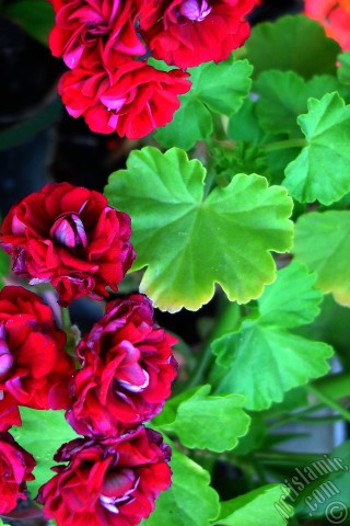 A mobile wallpaper and MMS picture for Apple iPhone 7s, 6s, 5s, 4s, Plus, iPods, iPads, New iPads, Samsung Galaxy S Series and Notes, Sony Ericsson Xperia, LG Mobile Phones, Tablets and Devices: Red color Pelargonia -Geranium- flower.

