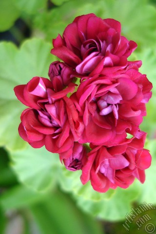 A mobile wallpaper and MMS picture for Apple iPhone 7s, 6s, 5s, 4s, Plus, iPods, iPads, New iPads, Samsung Galaxy S Series and Notes, Sony Ericsson Xperia, LG Mobile Phones, Tablets and Devices: Red color Pelargonia -Geranium- flower.
