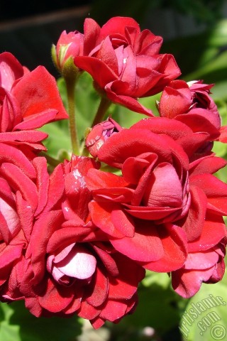 A mobile wallpaper and MMS picture for Apple iPhone 7s, 6s, 5s, 4s, Plus, iPods, iPads, New iPads, Samsung Galaxy S Series and Notes, Sony Ericsson Xperia, LG Mobile Phones, Tablets and Devices: Red color Pelargonia -Geranium- flower.
