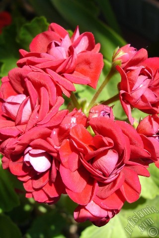 A mobile wallpaper and MMS picture for Apple iPhone 7s, 6s, 5s, 4s, Plus, iPods, iPads, New iPads, Samsung Galaxy S Series and Notes, Sony Ericsson Xperia, LG Mobile Phones, Tablets and Devices: Red color Pelargonia -Geranium- flower.
