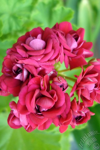 A mobile wallpaper and MMS picture for Apple iPhone 7s, 6s, 5s, 4s, Plus, iPods, iPads, New iPads, Samsung Galaxy S Series and Notes, Sony Ericsson Xperia, LG Mobile Phones, Tablets and Devices: Red color Pelargonia -Geranium- flower.
