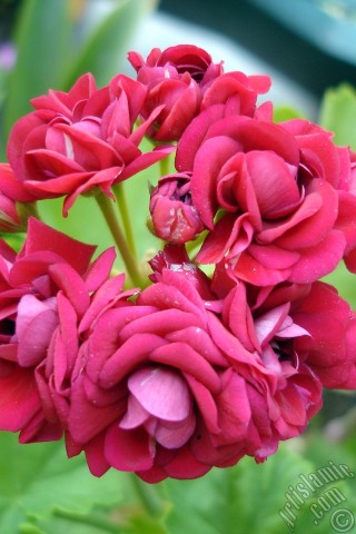 A mobile wallpaper and MMS picture for Apple iPhone 7s, 6s, 5s, 4s, Plus, iPods, iPads, New iPads, Samsung Galaxy S Series and Notes, Sony Ericsson Xperia, LG Mobile Phones, Tablets and Devices: Red color Pelargonia -Geranium- flower.

