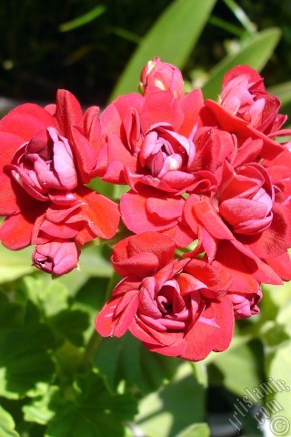 A mobile wallpaper and MMS picture for Apple iPhone 7s, 6s, 5s, 4s, Plus, iPods, iPads, New iPads, Samsung Galaxy S Series and Notes, Sony Ericsson Xperia, LG Mobile Phones, Tablets and Devices: Red color Pelargonia -Geranium- flower.

