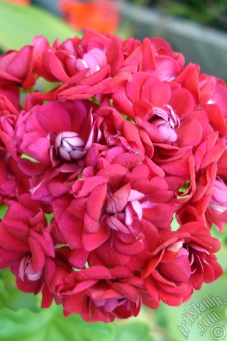 A mobile wallpaper and MMS picture for Apple iPhone 7s, 6s, 5s, 4s, Plus, iPods, iPads, New iPads, Samsung Galaxy S Series and Notes, Sony Ericsson Xperia, LG Mobile Phones, Tablets and Devices: Red color Pelargonia -Geranium- flower.
