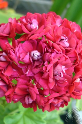 A mobile wallpaper and MMS picture for Apple iPhone 7s, 6s, 5s, 4s, Plus, iPods, iPads, New iPads, Samsung Galaxy S Series and Notes, Sony Ericsson Xperia, LG Mobile Phones, Tablets and Devices: Red color Pelargonia -Geranium- flower.
