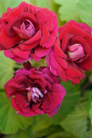 A mobile wallpaper and MMS picture for Apple iPhone 7s, 6s, 5s, 4s, Plus, iPods, iPads, New iPads, Samsung Galaxy S Series and Notes, Sony Ericsson Xperia, LG Mobile Phones, Tablets and Devices: Red color Pelargonia -Geranium- flower.
