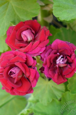A mobile wallpaper and MMS picture for Apple iPhone 7s, 6s, 5s, 4s, Plus, iPods, iPads, New iPads, Samsung Galaxy S Series and Notes, Sony Ericsson Xperia, LG Mobile Phones, Tablets and Devices: Red color Pelargonia -Geranium- flower.

