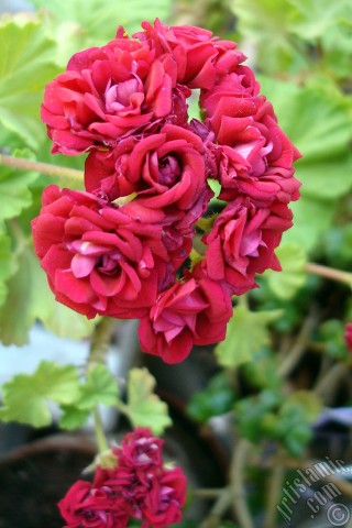 A mobile wallpaper and MMS picture for Apple iPhone 7s, 6s, 5s, 4s, Plus, iPods, iPads, New iPads, Samsung Galaxy S Series and Notes, Sony Ericsson Xperia, LG Mobile Phones, Tablets and Devices: Red color Pelargonia -Geranium- flower.
