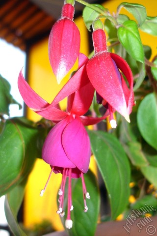A mobile wallpaper and MMS picture for Apple iPhone 7s, 6s, 5s, 4s, Plus, iPods, iPads, New iPads, Samsung Galaxy S Series and Notes, Sony Ericsson Xperia, LG Mobile Phones, Tablets and Devices: Red and purple color Fuchsia Hybrid flower.
