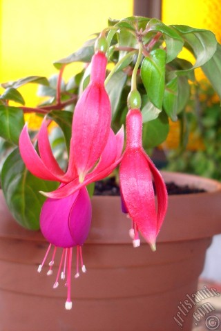 A mobile wallpaper and MMS picture for Apple iPhone 7s, 6s, 5s, 4s, Plus, iPods, iPads, New iPads, Samsung Galaxy S Series and Notes, Sony Ericsson Xperia, LG Mobile Phones, Tablets and Devices: Red and purple color Fuchsia Hybrid flower.
