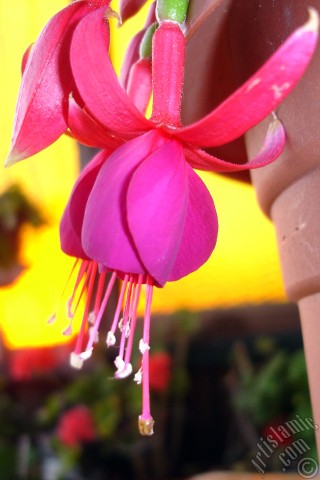 A mobile wallpaper and MMS picture for Apple iPhone 7s, 6s, 5s, 4s, Plus, iPods, iPads, New iPads, Samsung Galaxy S Series and Notes, Sony Ericsson Xperia, LG Mobile Phones, Tablets and Devices: Red and purple color Fuchsia Hybrid flower.
