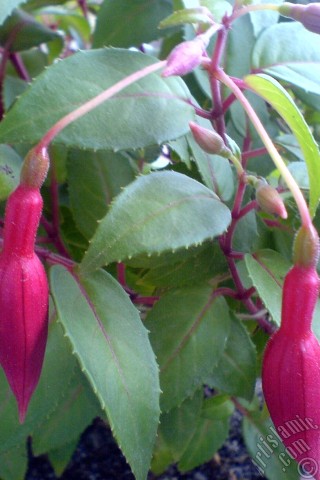 A mobile wallpaper and MMS picture for Apple iPhone 7s, 6s, 5s, 4s, Plus, iPods, iPads, New iPads, Samsung Galaxy S Series and Notes, Sony Ericsson Xperia, LG Mobile Phones, Tablets and Devices: Red and purple color Fuchsia Hybrid flower.
