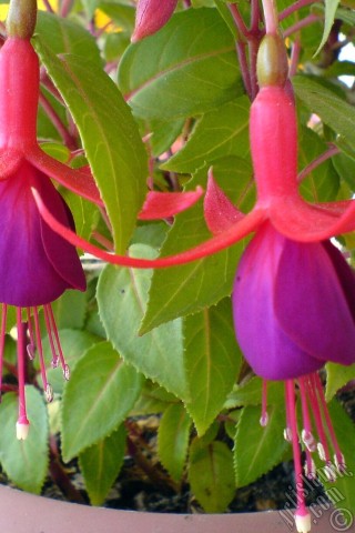A mobile wallpaper and MMS picture for Apple iPhone 7s, 6s, 5s, 4s, Plus, iPods, iPads, New iPads, Samsung Galaxy S Series and Notes, Sony Ericsson Xperia, LG Mobile Phones, Tablets and Devices: Red and purple color Fuchsia Hybrid flower.

