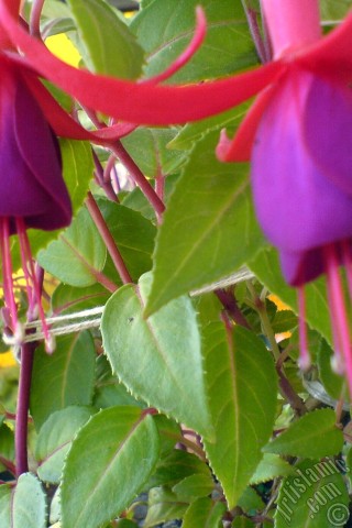 A mobile wallpaper and MMS picture for Apple iPhone 7s, 6s, 5s, 4s, Plus, iPods, iPads, New iPads, Samsung Galaxy S Series and Notes, Sony Ericsson Xperia, LG Mobile Phones, Tablets and Devices: Red and purple color Fuchsia Hybrid flower.
