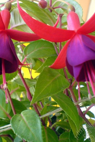 A mobile wallpaper and MMS picture for Apple iPhone 7s, 6s, 5s, 4s, Plus, iPods, iPads, New iPads, Samsung Galaxy S Series and Notes, Sony Ericsson Xperia, LG Mobile Phones, Tablets and Devices: Red and purple color Fuchsia Hybrid flower.
