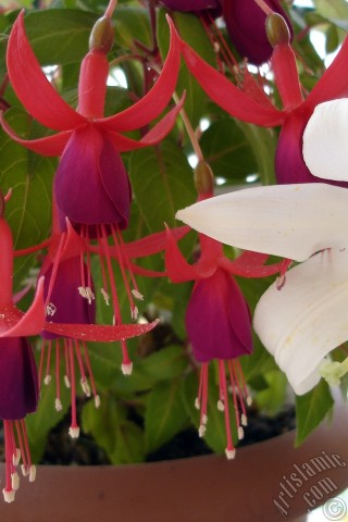 A mobile wallpaper and MMS picture for Apple iPhone 7s, 6s, 5s, 4s, Plus, iPods, iPads, New iPads, Samsung Galaxy S Series and Notes, Sony Ericsson Xperia, LG Mobile Phones, Tablets and Devices: Red and purple color Fuchsia Hybrid flower.
