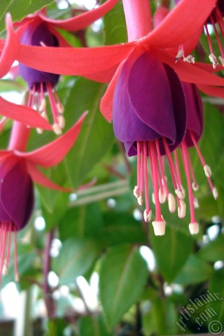 A mobile wallpaper and MMS picture for Apple iPhone 7s, 6s, 5s, 4s, Plus, iPods, iPads, New iPads, Samsung Galaxy S Series and Notes, Sony Ericsson Xperia, LG Mobile Phones, Tablets and Devices: Red and purple color Fuchsia Hybrid flower.
